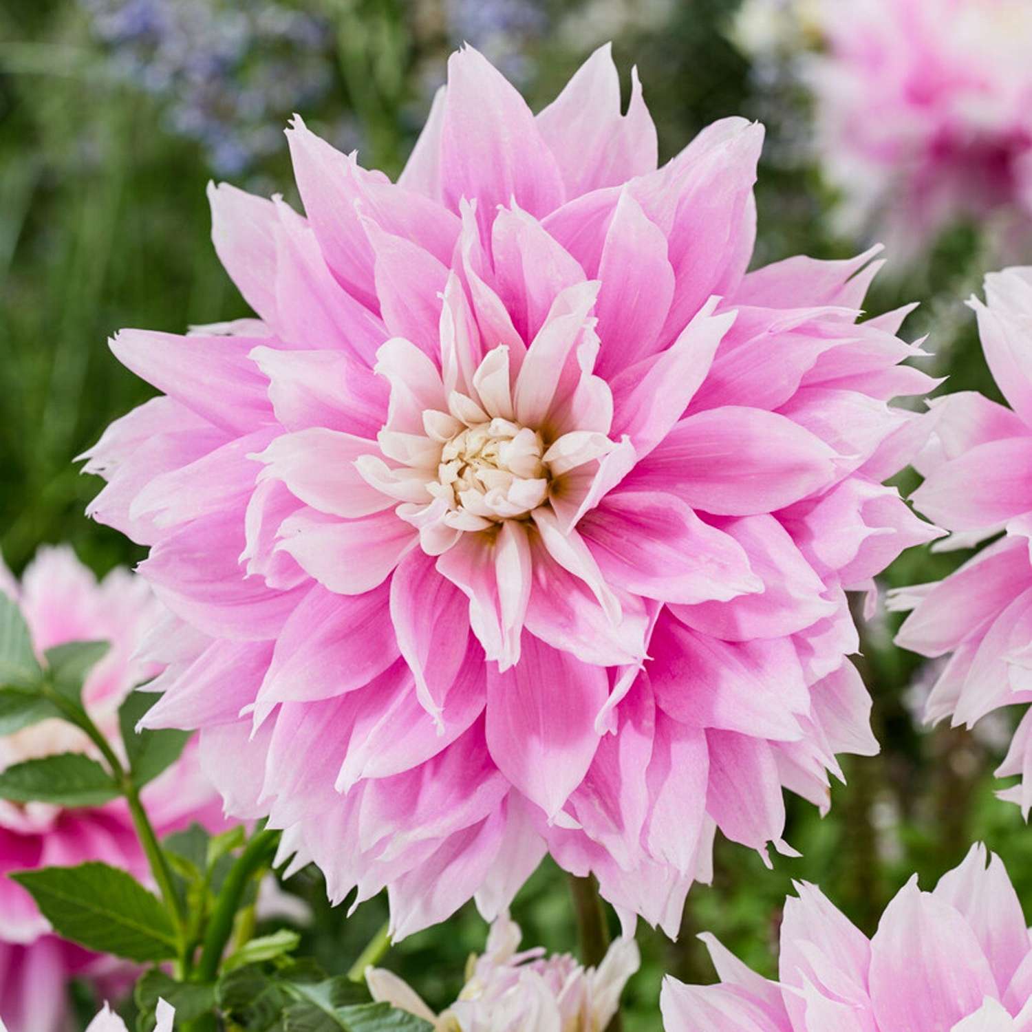 Dahlie 'Evanah'